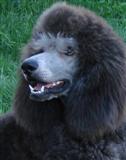 Magilla